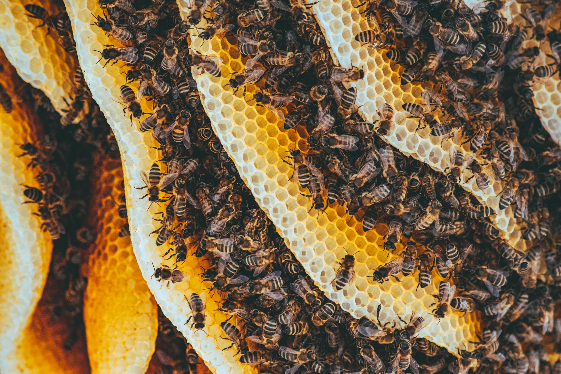 types of honey bees in a colony
