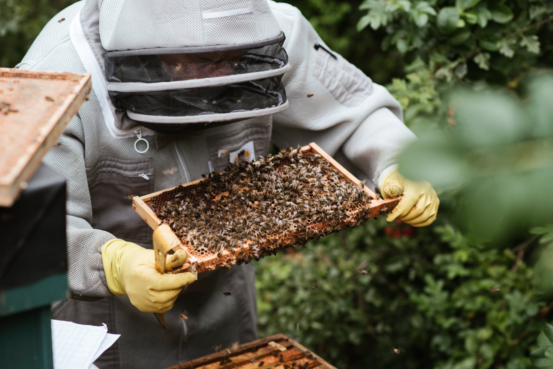 cost of beekeeping